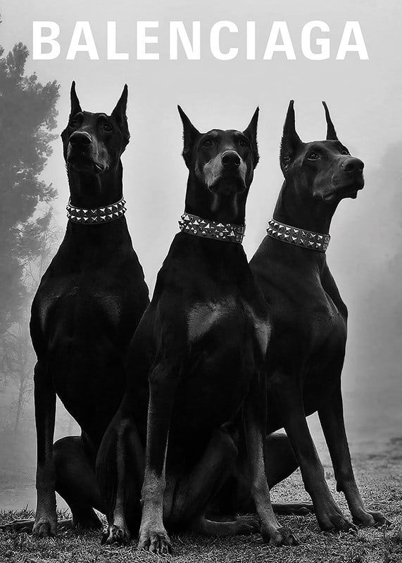 Svartvit fotografi av tre dobermannhundar med nitar-12