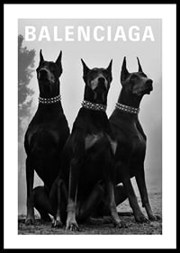 Svartvit fotografi av tre dobermannhundar med nitar-0