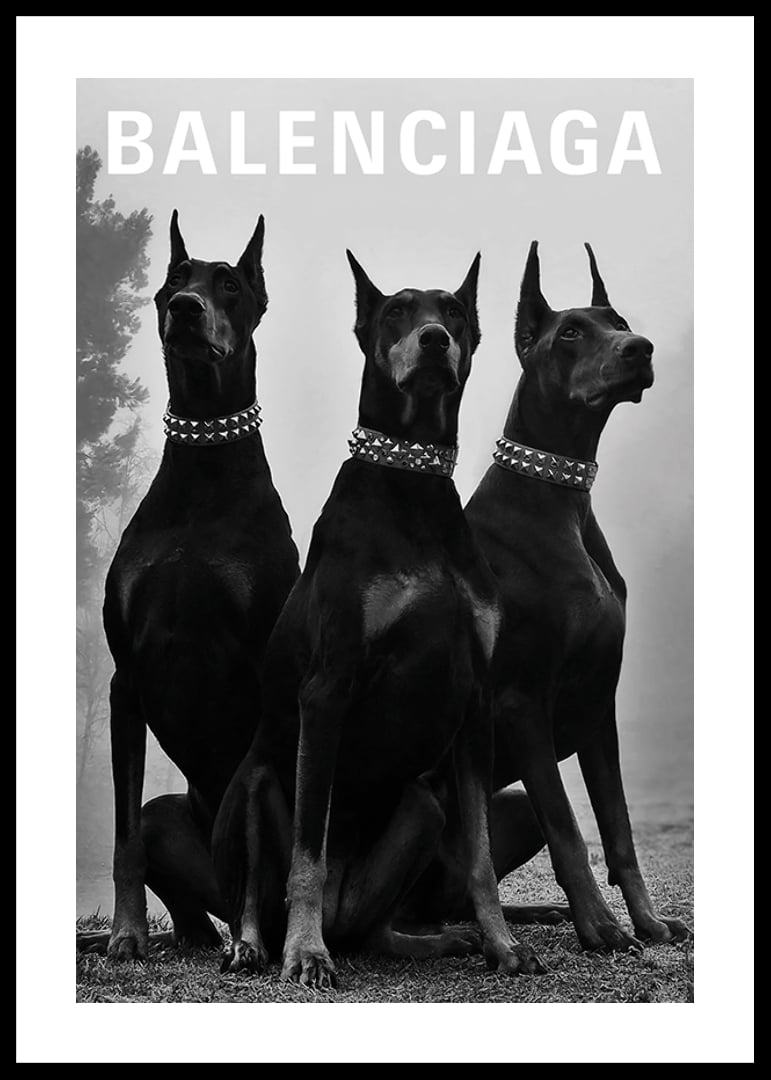 Svartvit fotografi av tre dobermannhundar med nitar-12
