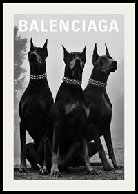 Svartvit fotografi av tre dobermannhundar med nitar-2