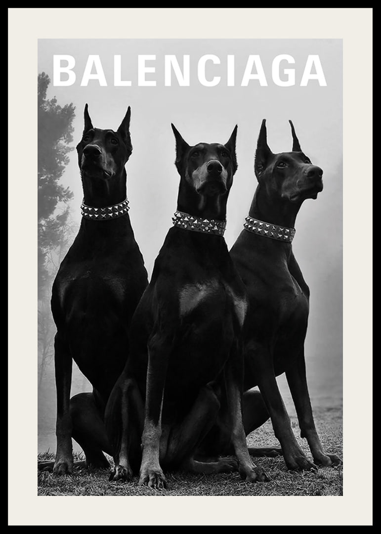 Svartvit fotografi av tre dobermannhundar med nitar-12