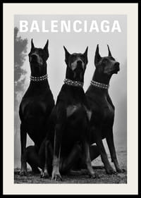 Black and white photograph of three Doberman dogs with studs-2