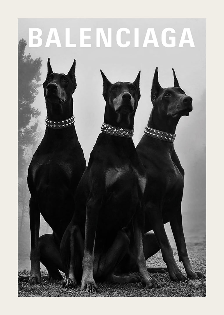 Svartvit fotografi av tre dobermannhundar med nitar-12