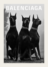 Black and white photograph of three Doberman dogs with studs-3