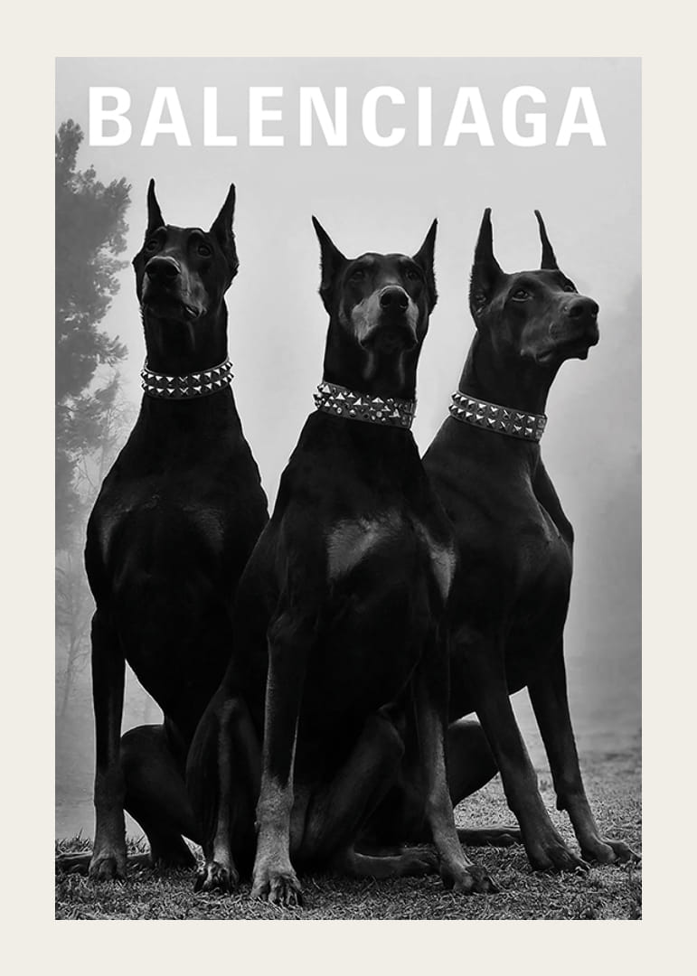 Black and white photograph of three Doberman dogs with studs-12