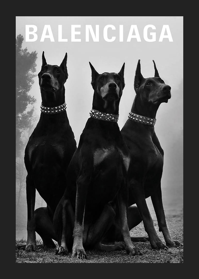 Black and white photograph of three Doberman dogs with studs-12