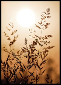 Photograph of dry blades of grass backlit against an orange sunset-6
