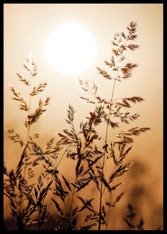 Photograph of dry blades of grass backlit against an orange sunset-12