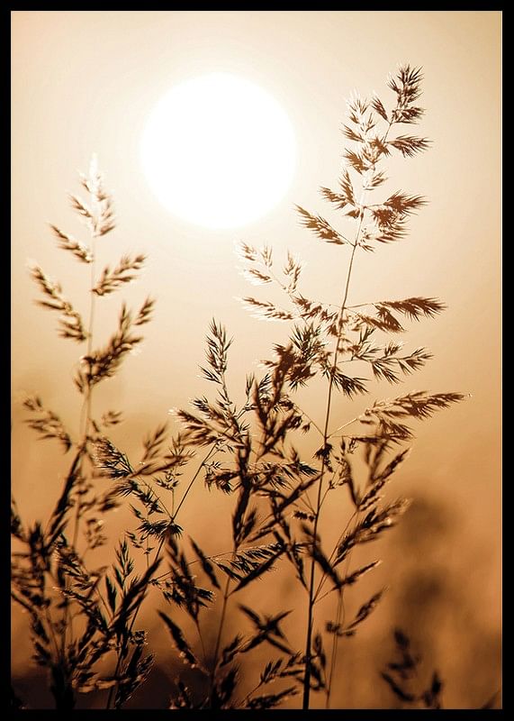 Sunset Dry Grass-12