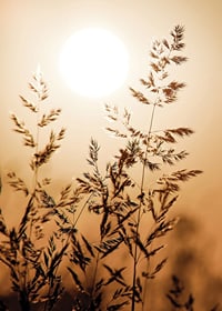 Photograph of dry blades of grass backlit against an orange sunset-7