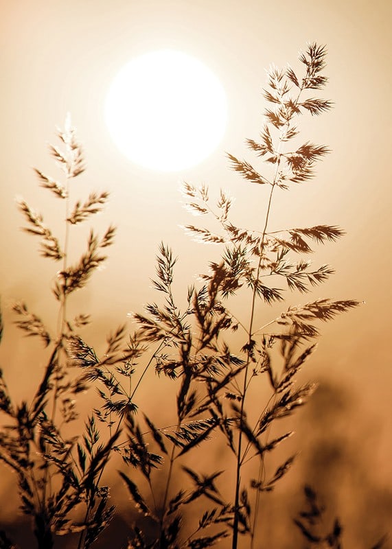 Photograph of dry blades of grass backlit against an orange sunset-12