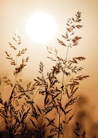 Sunset Dry Grass-3