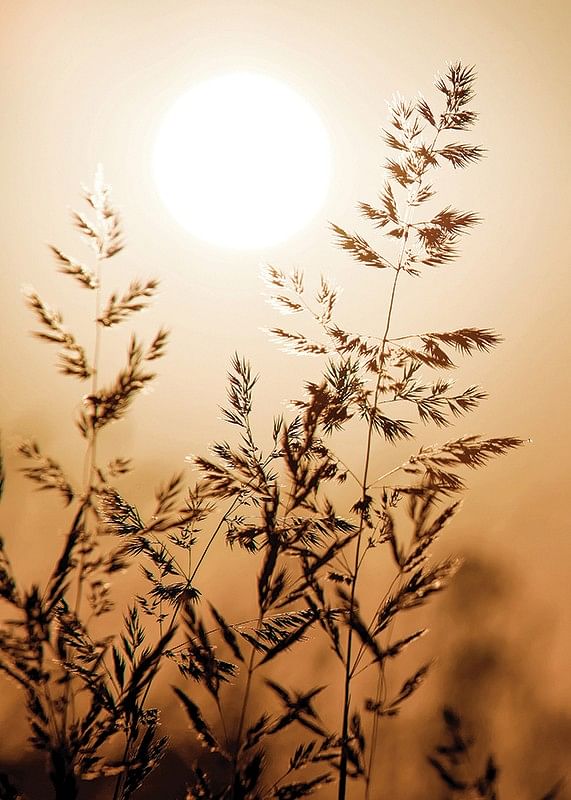 Sunset Dry Grass-12