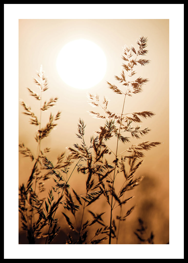 Photograph of dry blades of grass backlit against an orange sunset-12