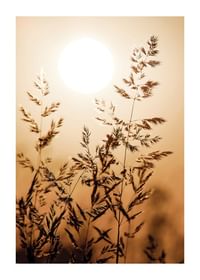 Sunset Dry Grass-1