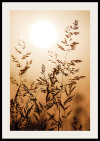 Fotografi av torra grässtrån i motljus mot orange solnedgång-2