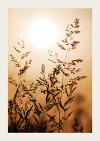 Photograph of dry blades of grass backlit against an orange sunset-3