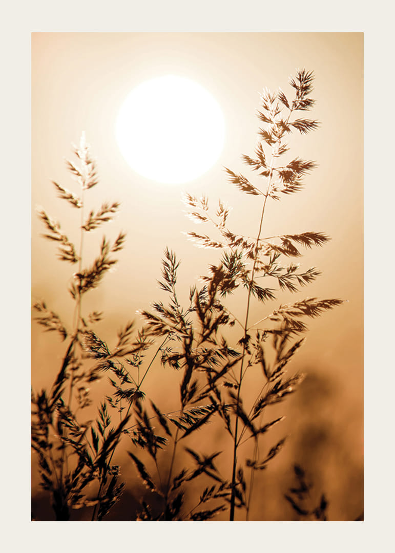 Fotografi av torra grässtrån i motljus mot orange solnedgång-12