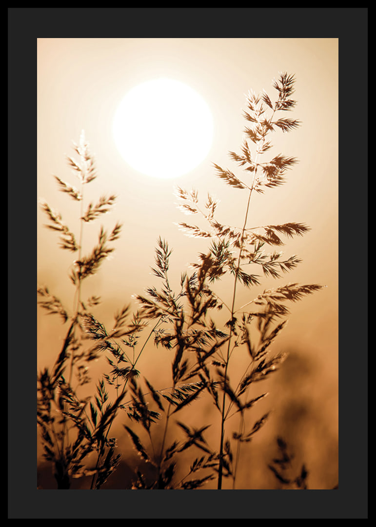 Photograph of dry blades of grass backlit against an orange sunset-12