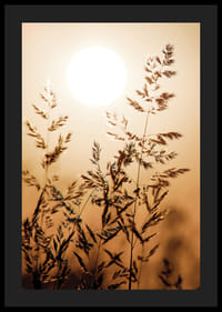 Fotografi av torra grässtrån i motljus mot orange solnedgång-4