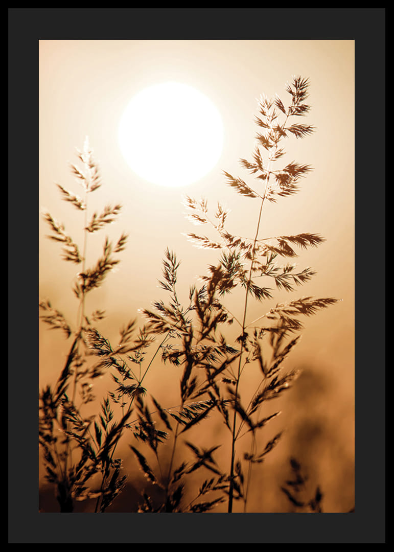 Fotografi av torra grässtrån i motljus mot orange solnedgång-12