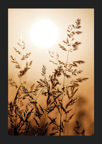 Fotografi av torra grässtrån i motljus mot orange solnedgång-5