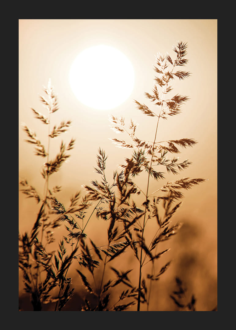 Fotografi av torra grässtrån i motljus mot orange solnedgång-12