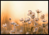Weiße Glockenblume im Gegenlicht mit warmem Ton bei Sonnenuntergang, fotografisch-6