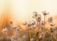 Weiße Glockenblume im Gegenlicht mit warmem Ton bei Sonnenuntergang, fotografisch-7