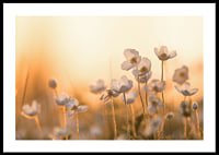 Weiße Glockenblume im Gegenlicht mit warmem Ton bei Sonnenuntergang, fotografisch-0