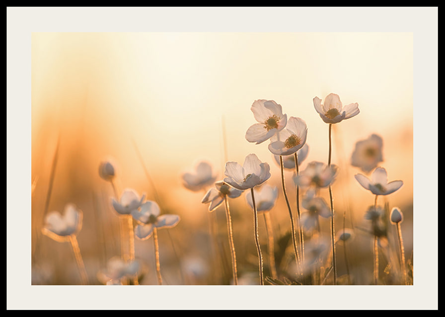 Weiße Glockenblume im Gegenlicht mit warmem Ton bei Sonnenuntergang, fotografisch-12