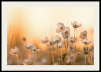 Vit blåsippa i motljus med varm ton i solnedgång, fotografisk-2