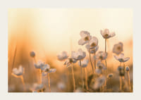 Vit blåsippa i motljus med varm ton i solnedgång, fotografisk-3