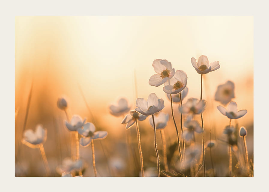 Vit blåsippa i motljus med varm ton i solnedgång, fotografisk-12