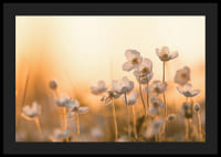 Vit blåsippa i motljus med varm ton i solnedgång, fotografisk-4