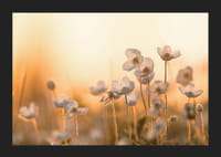 Vit blåsippa i motljus med varm ton i solnedgång, fotografisk-5