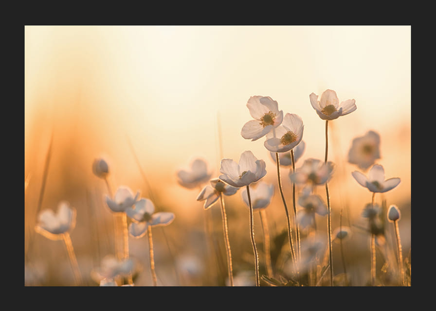 Vit blåsippa i motljus med varm ton i solnedgång, fotografisk-12
