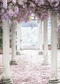 Fotografi av vita pelare täckta av lila blåregnsblommor vid sjö-7