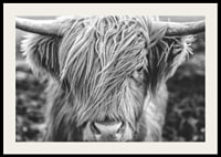 Gros plan d'une vache des Highlands avec de longues cornes sur une photo en noir et blanc-2
