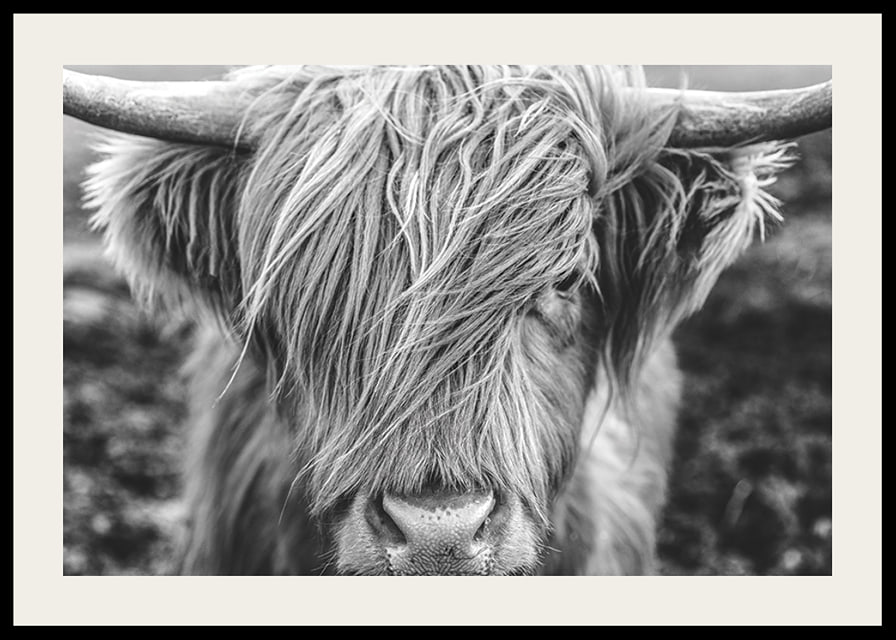 Gros plan d'une vache des Highlands avec de longues cornes sur une photo en noir et blanc-12