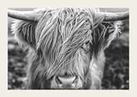 Gros plan d'une vache des Highlands avec de longues cornes sur une photo en noir et blanc-3