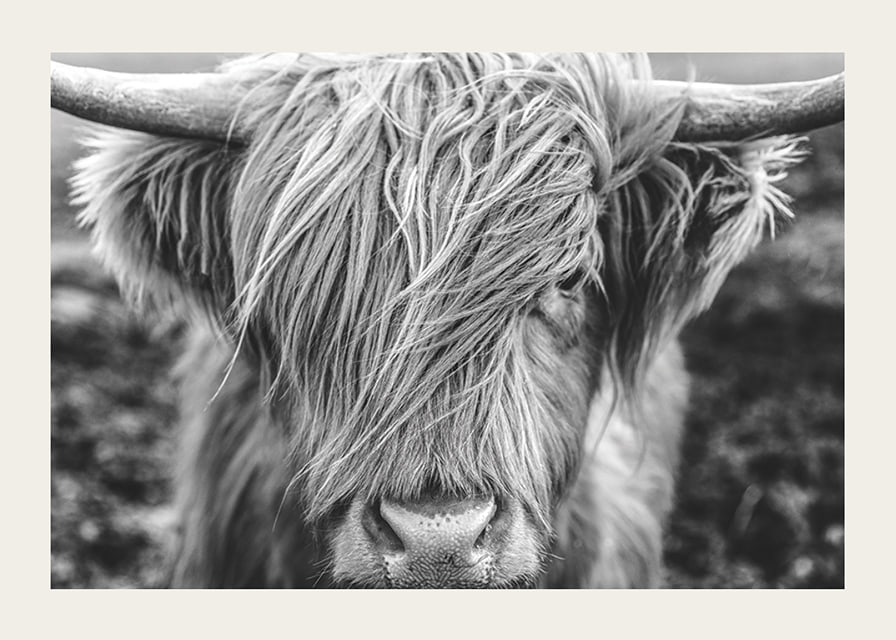Gros plan d'une vache des Highlands avec de longues cornes sur une photo en noir et blanc-12