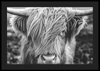 Gros plan d'une vache des Highlands avec de longues cornes sur une photo en noir et blanc-4