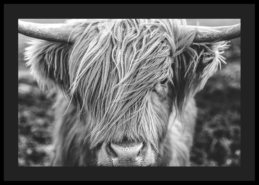 Gros plan d'une vache des Highlands avec de longues cornes sur une photo en noir et blanc-12