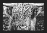 Gros plan d'une vache des Highlands avec de longues cornes sur une photo en noir et blanc-5