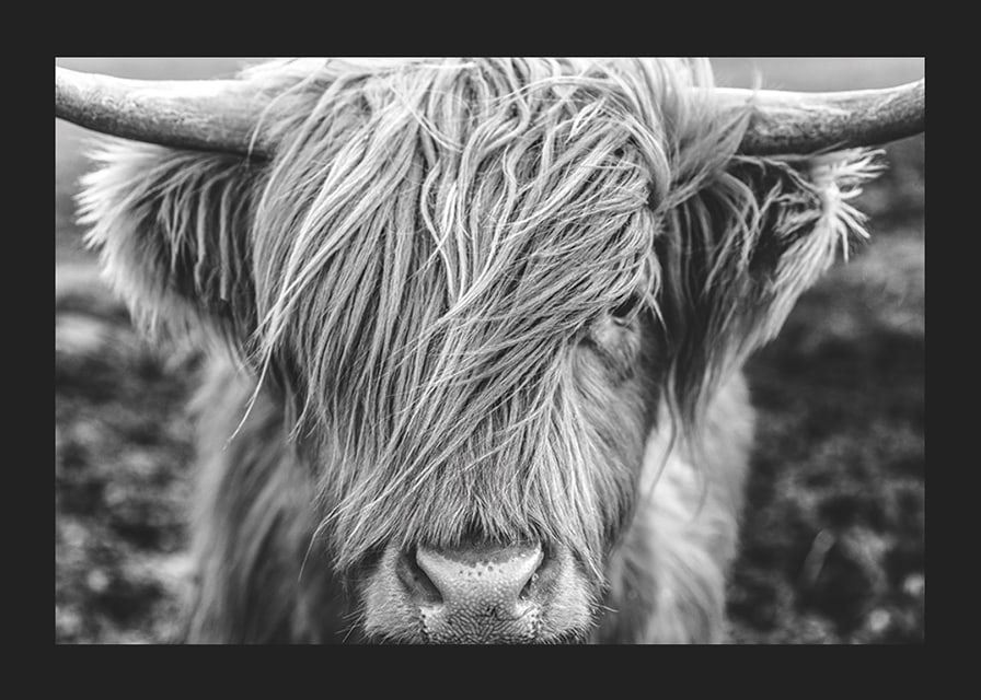 Gros plan d'une vache des Highlands avec de longues cornes sur une photo en noir et blanc-12