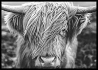 Gros plan d'une vache des Highlands avec de longues cornes sur une photo en noir et blanc-6