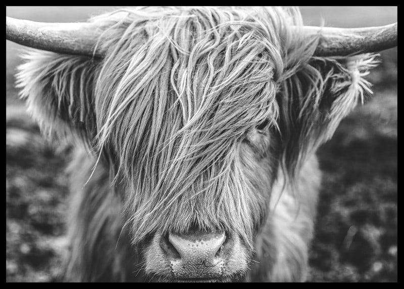 Gros plan d'une vache des Highlands avec de longues cornes sur une photo en noir et blanc-12