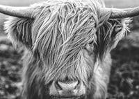 Gros plan d'une vache des Highlands avec de longues cornes sur une photo en noir et blanc-7