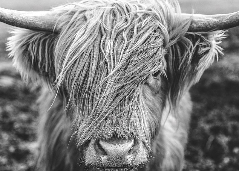 Highland Cow B&W-12